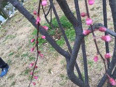 -香雪海
