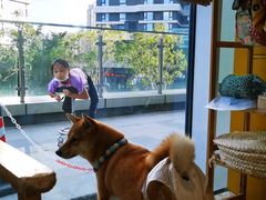 -南京Hallo宠物乐园·哈罗犬舍·柴犬繁育基地