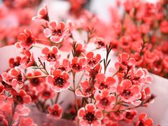 -循礼门鲜花花市(武汉循礼门店)