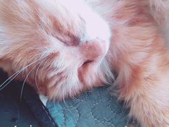 -平行世界·猫咖(首经贸店)