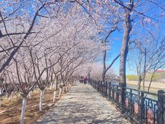 -桃花堤公园