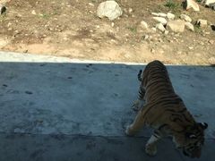 -西安秦岭野生动物园