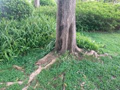 -东风公园