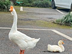 -小小饭店·休闲农庄·安吉松树林里的农家菜