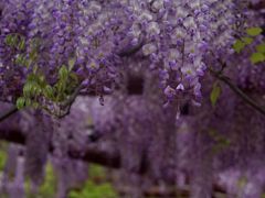 -嘉定紫藤园