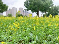 -长白岛森林公园