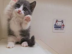 -十年猫舍·猫咪专门店(普陀店)