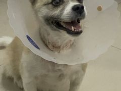 -喜多萌中农锦绣动物医院24H·猫科·牙科MRI·CT