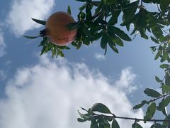 -嘉北郊野公园