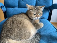 -伟伟宠物医院·瑞派猫友好医院·猫科(光谷店)