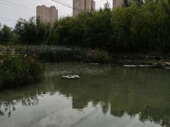 -前关湿地公园