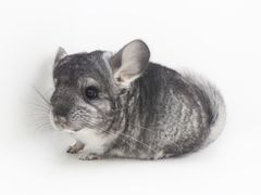 -龙猫仔乐园(惠福东路店)