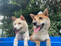 -汪说喵讲宠物乐园宠物酒店(红星美凯龙店)