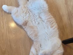 -滚猫咖啡·猫咖·猫友好撸猫(未来城店)