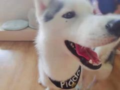 -Husky Go! 哈士奇体验馆·宠物咖啡厅狗咖