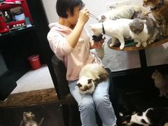 -猫色咖啡·猫咖