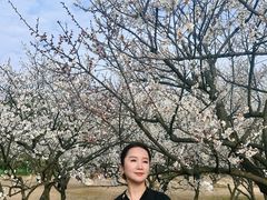 -香雪海