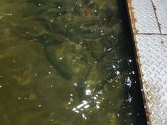 -区海鸡场饭店(石壁店)