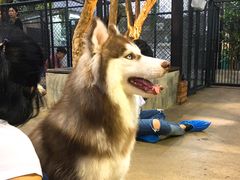 -TrueLove @ Neverland (Husky Cafe)