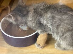 -严国平动物医院(德政总院)