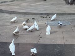 -中粮·祥云小镇