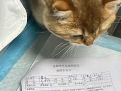 -半岛宠物医院24小时(科华中路店)