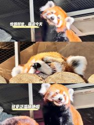 -Zoolung Zoolung动物主题公园(海信广场店)