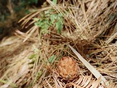 -山王坪喀斯特国家生态公园