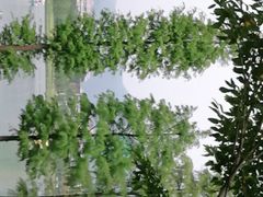 -飞来湖湿地公园