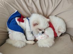 -怪兽屋·羊驼·猫咖·狗咖(俊华广场店)