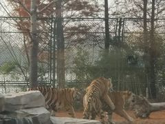 -上海野生动物园老虎餐厅