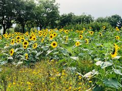 -济南国际园博园