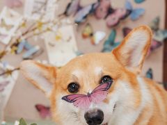 -Oh My Dog宠物沙龙(伊珊娜皮毛护理店)