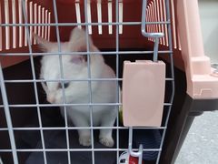 -心仪动物医院·牙专科·肿瘤·心脏科(西客站院)