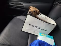 -黑钻车服·BOP保镖隐形车衣(新都心店)