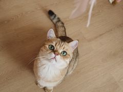 -猫腻·猫咖·撸猫馆(星光大道店)