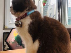 -猫小院猫主题咖啡厅(北锣店)