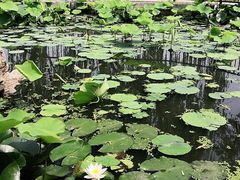 -莲花池公园