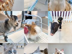 -怪兽屋·羊驼·猫咖·狗咖(俊华广场店)