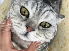 -喵的天空名猫咖啡馆·撸猫·猫舍·用品