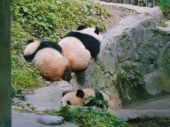 -都江堰中华大熊猫苑
