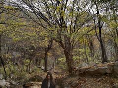 -洛阳花果山景区