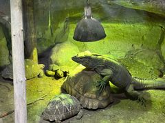 -萌宠奇缘(荣鼎店)