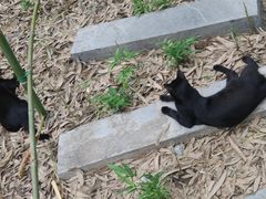 -西安大兴善寺