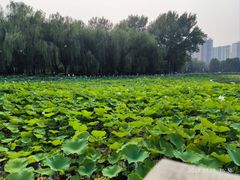 -莲花池公园
