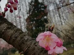 -杭州植物园