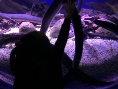 -瑞普利水族馆