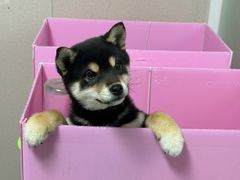 -翊宠yipet猫狗购宠庄园犬舍•猫舍