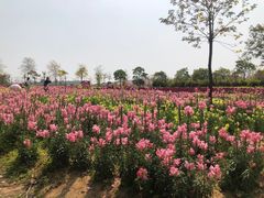 -天适樱花悠乐园