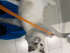 -喵的天空名猫咖啡馆·撸猫·猫舍·用品